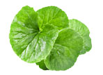 Gotu kola (Centella asiatica)