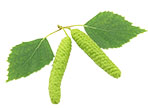 Bříza bělokorá list (Betula pendula)