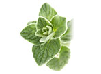 Tymián (Thymus vulgaris)